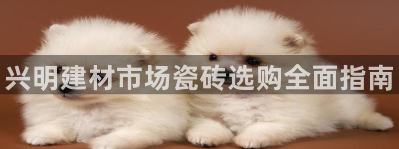 杏鑫平台招商电话