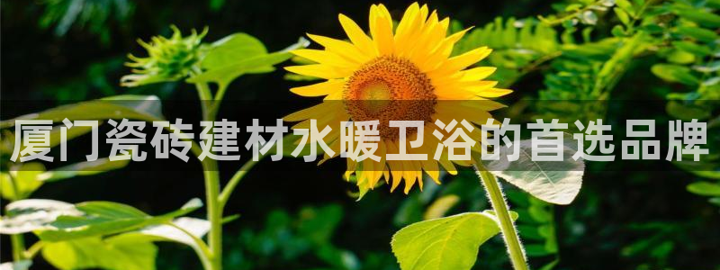 杏鑫平台注册地址